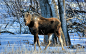 自然雪树动物野生驼鹿 - 壁纸冷（#2772461）/ Wallbase.cc