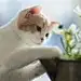 随风的猫儿