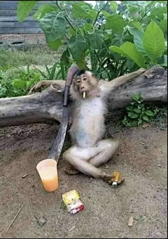 沃达软采集到动物