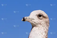 环嘴鸥(Larus delawarensis)头的特写;加州旧金山湾区