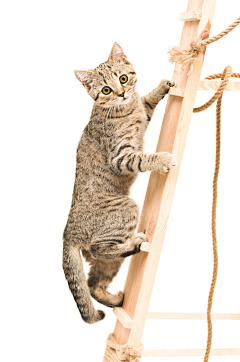 Rainwow采集到猫咪
