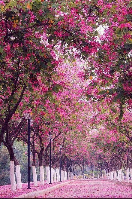 #采集大赛# #美景#