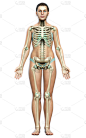 3D渲染的，医学上准确的女性骨骼系统图解