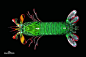 螳螂虾
挑个最漂亮的雀尾螳螂虾，这货也是海底世界的恶魔货色。它的杀招就是它的那对拳头，可以像锤子一样击碎甲壳类、贝类、螺类等动物的硬壳…