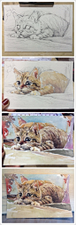 手绘水彩明信片 猫系列