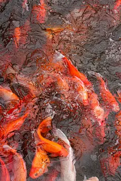 红鲤鱼鱼