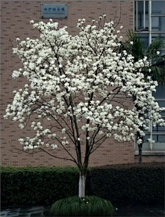nuo诺言采集到【植物】实景图片