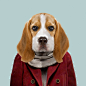 Beagle - Canis Lupus Familiaris