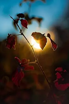 【店铺】原谅捧花的我盛装出席只为错过你_手机壁纸吧_百度贴吧