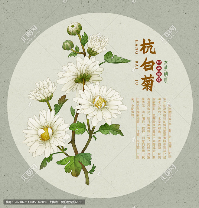 杭白菊 胎菊 杭胎菊 菊花茶 中草药插画...