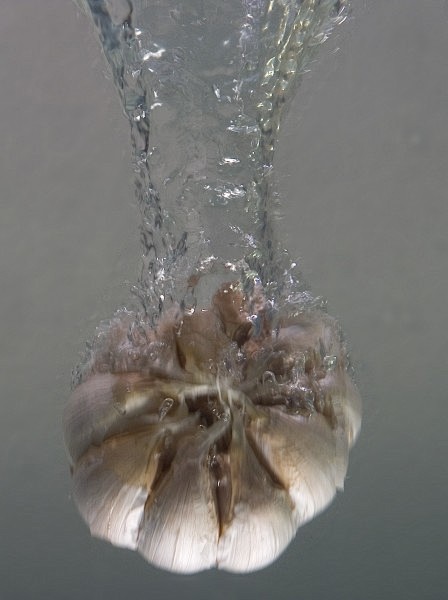 飞溅动感水花蔬菜图片