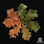 Leaf Generator, Maximilien Vert : This generator allows me to create a lots a variety of leaves, with different type of venation. An age parameter control the amount of damage and the color changing through a leaf's life. Textures are made fully in Susbst