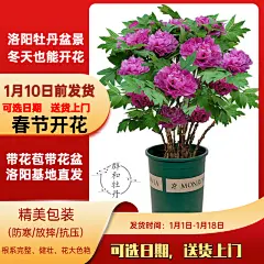 群和精品年宵牡丹花催花牡丹带盆带花苞洛阳基地发货春节开花摆放-淘宝网