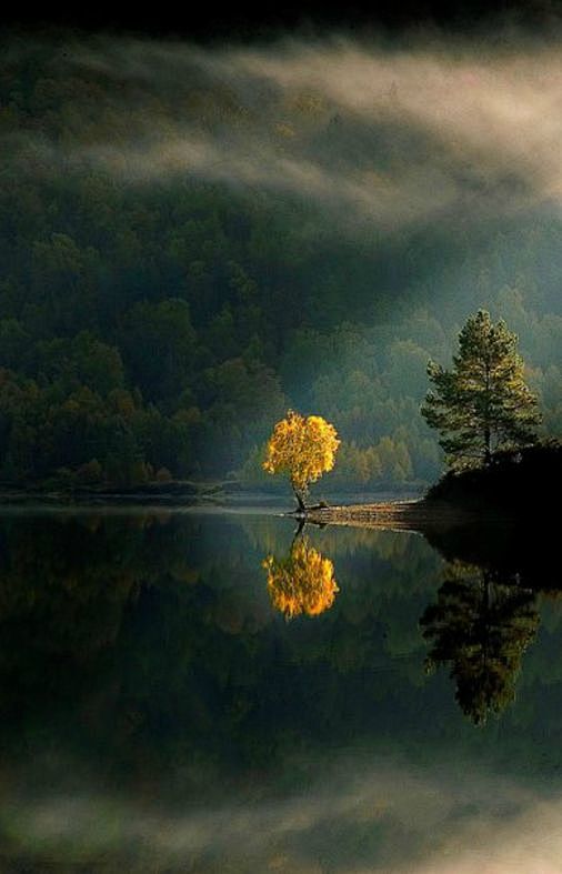 Trees and Fog: 