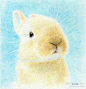 lunatree 兔子兔子和猫咪 #采集大赛#