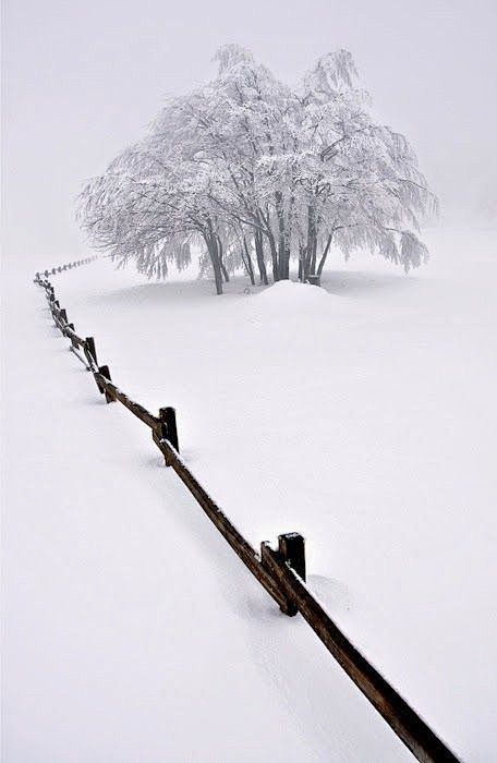 Field of white #静物#