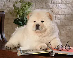 可爱的松狮犬狗狗壁纸桌面壁纸3