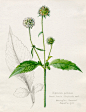 Dipsacus pilosus, Small Teazle, Shepherd's Rod、Lilian Snelling