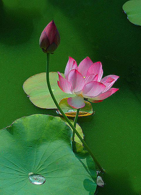 给心灵一方净土一个清静自修的圣地才能心如莲花缓缓盛开达到至真至善