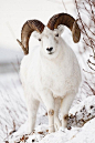 Dall Sheep - The Dall sheep (originally Dall's sheep), Ovis dalli, is a species of sheep native to northwestern North America, [Yukon, BC & Alaska] ranging from white to slate brown in color and having curved yellowish brown horns. Its closest relativ