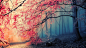 2560x1440 Wallpaper tree, fog, nature, beautiful