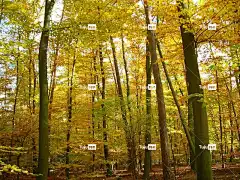 落下 森林 树叶着色 壁纸4K 金的 十月 黄色 秋叶 树叶