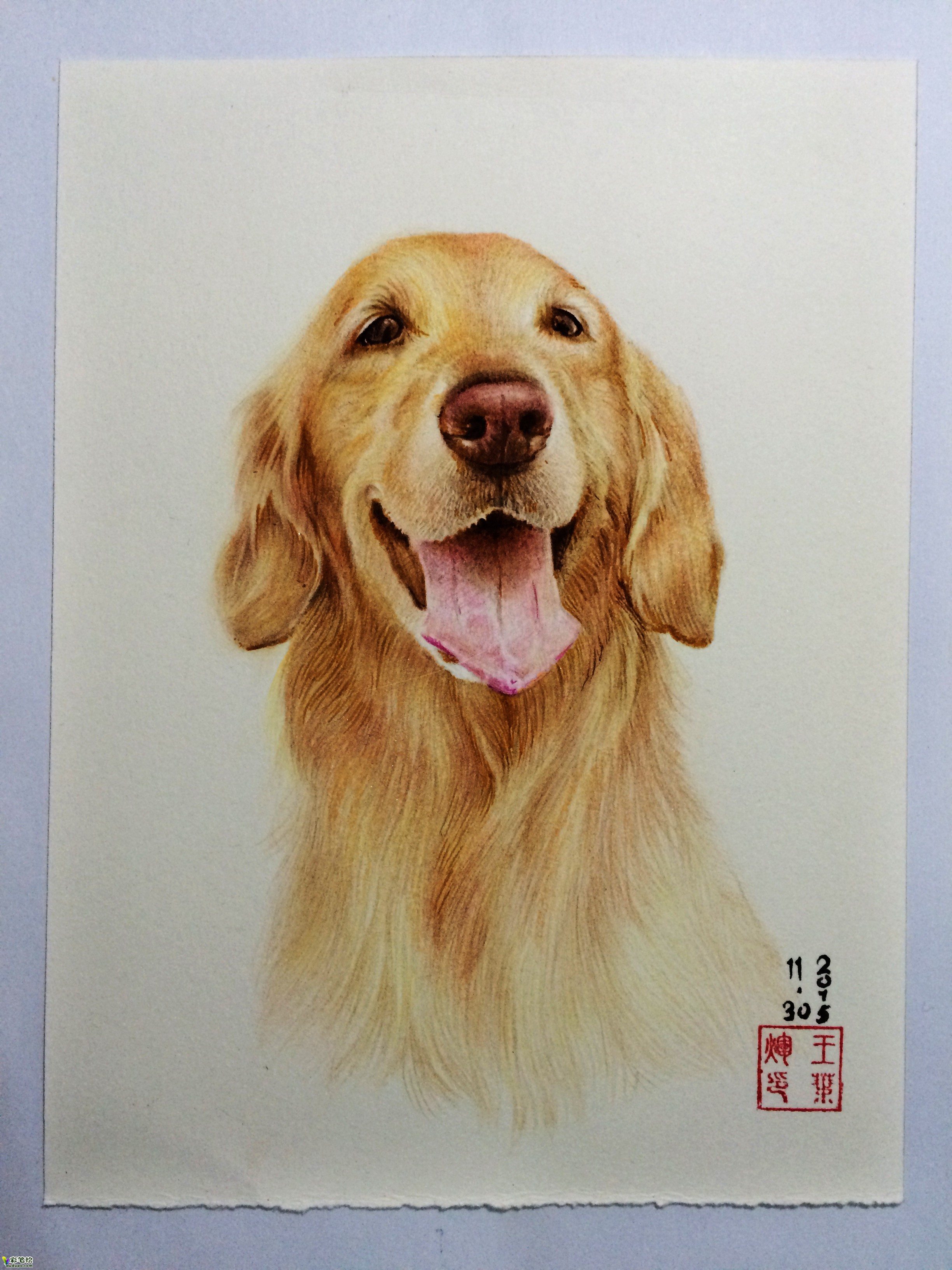 金毛犬 彩铅画 水彩画 素描入门 Yehui 彩铅画展厅 彩笔绘 Dudupo Com