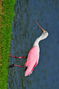 鹈形目·鹮科·琵鹭属：粉红琵鹭