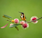 Photo by Deepak karra in Melbourne, Victoria, Australia. May be an image of bird and nature.