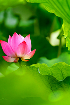 狐狸爱秋天采集到花颜