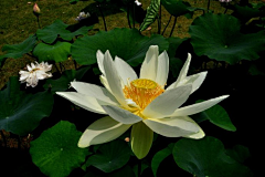 花瓣--雨采集到花卉植物壁纸