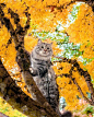 “猫和秋天，我都爱。早安！”
fr/sterlingsilvercat ​​​​