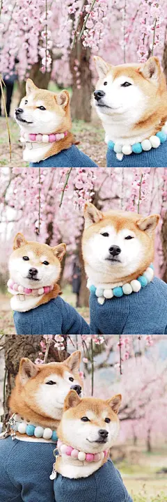 今日份柴柴| 超级可爱的一对，看起来就乖巧可爱，行走的表情包
ins: nanakomama0803 ​​​​