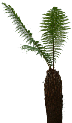 阿何妹妹采集到素材|植物|摆件装饰|免扣