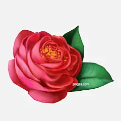 红色的鲜花手绘插画图片大小2000x2000px 图片尺寸5.74 MB 来自PNG搜索网 pngss.com 免费免扣png素材下载！花瓣#黄色的花蕊#绿色的叶子#玫瑰鲜花#鲜花插画#植物装饰#装饰图案#