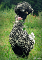 #萌物鉴定#其实，这就是一只鸡……这个品种名叫“波兰”，刚开始它被当做蛋鸡，不过现在，这种鸡就是用来看的。它们最主要的特征，就是脑袋上的“凤头”。这头毛是不是看起来很像80年代的摇滚明星？
◆
◆
@果壳网： 【每日一萌图】姐这样的贵妇，你不懂…… 拍摄者：.brioso.