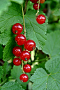 currant-497230_1280