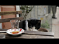 《伊斯坦布尔的猫》