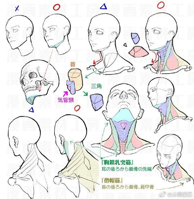 头颈肩关系 . 绘画干货素材 ​​​​