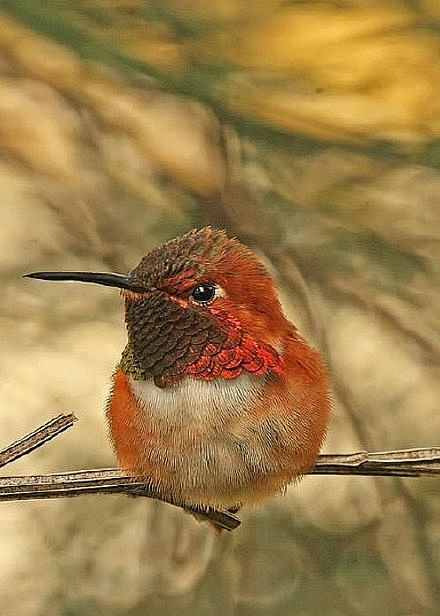 【雄性棕煌蜂鸟】Rufous hummi...