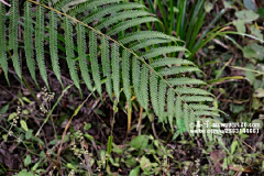 Santos采集到认植物