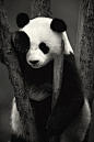*w*Giant Panda!: 