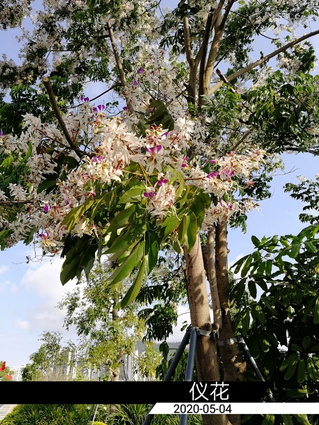 仪花 (3)-花瓣网