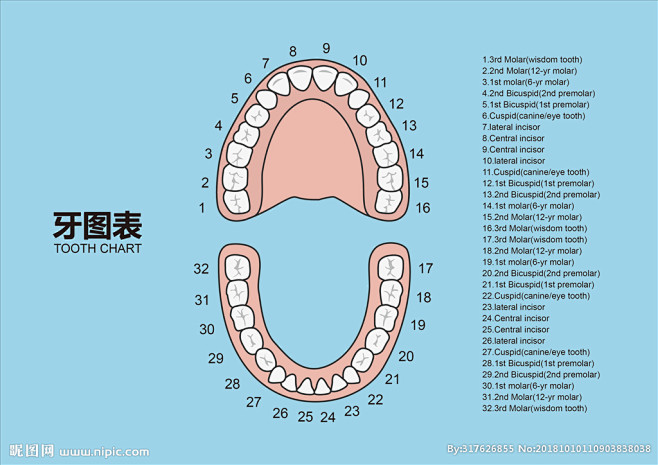牙位图