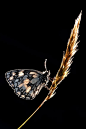 【麦穗上的蝴蝶】
 Ross Hoddinott拍摄的一张照片，这种照片拍摄清晨的大理石白色蝴蝶，为获得需要的效果使用背光。拍摄地点德文郡的Dunsdon自然保护区。获得英国2011年野生动物摄影比赛“夏季昆虫类”奖。

