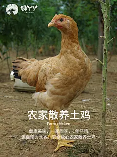 农家散养生态仔鸡安徽安庆太湖农副土特产品现杀新鲜土鸡生鲜鸡-淘宝网
