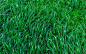 草坪材质贴图草地纹理绿色植物背景植物高清素材 设计图片 免费下载 页面网页 平面电商 创意素材