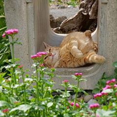 友人枫采集到猫猫