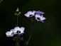 Vogelaeuglein, Gilia 三色, 花, 紫, Helllila, 浅紫色, 圆锥, 钟