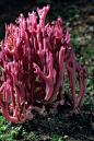 紫珊瑚菌，别名：紫豆芽菌，非褶菌目、珊瑚菌科。多在夏秋季在松、云杉等针叶林地上或苔藓间成丛生长。此菌可食用，另外，形色别趣，引人注目，有认为又具观赏价值。